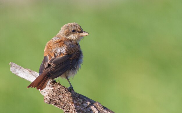 Actuación en "The Shrike" Redbacked Lanius collurio Un pájaro joven se sienta en una rama limpia plumas húmedas