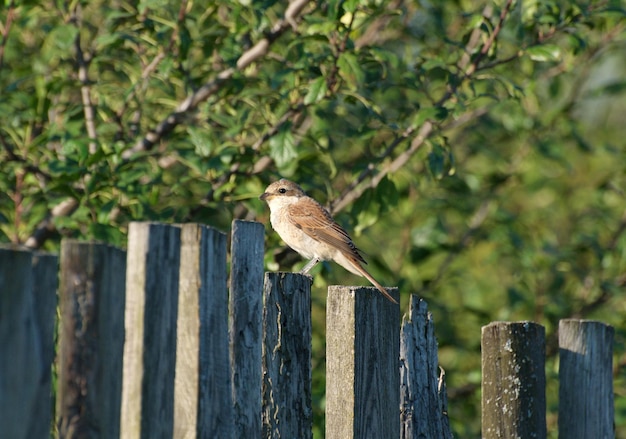 La actuación en "The Shrike" Redbacked Lanius collurio se sienta en la valla en una mañana de verano en la región de Ryazan