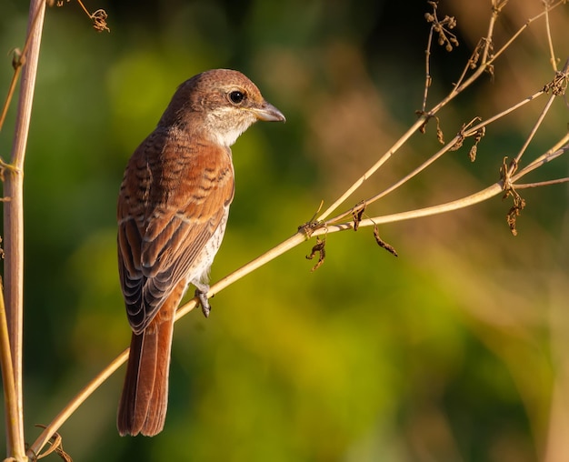 Actuación en "The Shrike" Redbacked Lanius collurio Temprano en la mañana, una ave hembra se sienta en un tallo seco de una planta