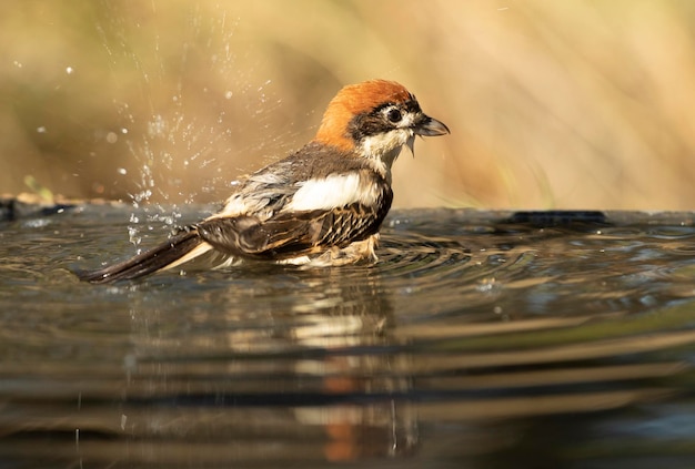 Actuación en "The Shrike" Woodchat con la primera luz del día en una fuente de agua dentro de un bosque de robles y pinos