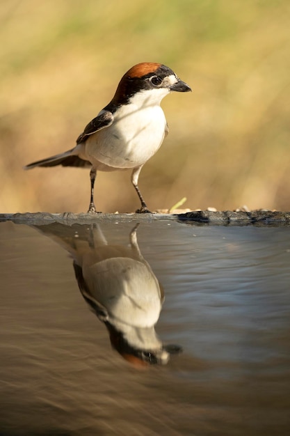 Actuación en "The Shrike" Woodchat con la primera luz del día en una fuente de agua dentro de un bosque de robles y pinos