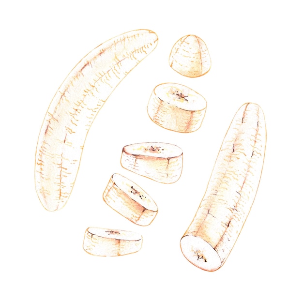 Acuarela aislada de la pulpa de la fruta del plátano