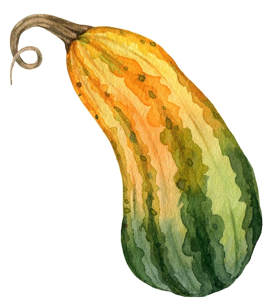 Acuarela amarillo verde calabazas cosecha ilustración vegetal aislado sobre fondo blanco