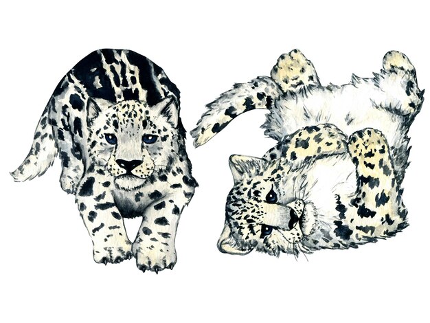 Acuarela animales del bosque salvaje leopardo de las nieves gatito irbis aislado sobre fondo blanco Woodland pintado a mano ilustración de naturaleza para niños diseño postales póster e impresión Clip art para diseño de vivero