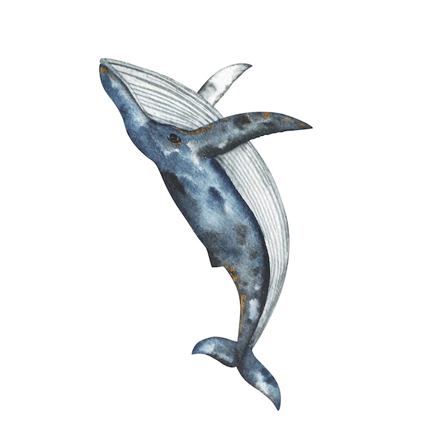 Acuarela de ballena jorobada pintada a mano ilustración, clipart de ballena, dibujos animados de arte animal submarino