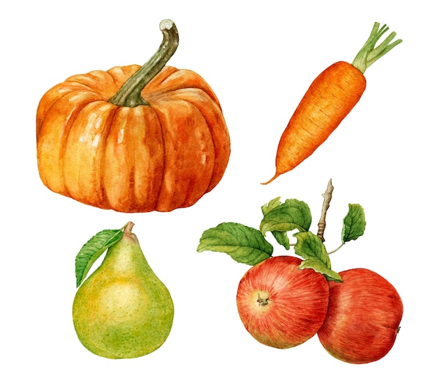 Acuarela calabaza, zanahoria, pera, manzanas aisladas sobre fondo blanco.