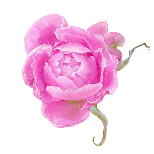 Acuarela de capullo de rosa rosa ilustración floral dibujada a mano aislada en un fondo blanco