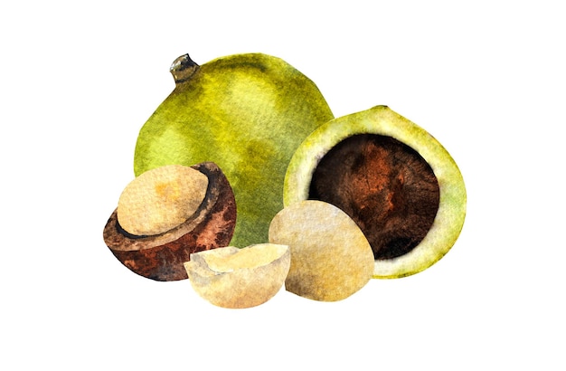 Una acuarela de cocos y uno de ellos es un coco.