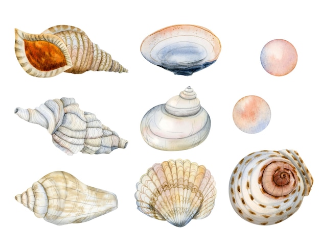Acuarela conjunto náutico de conchas marinas tropicales submarinas y perlas Ilustraciones dibujadas a mano