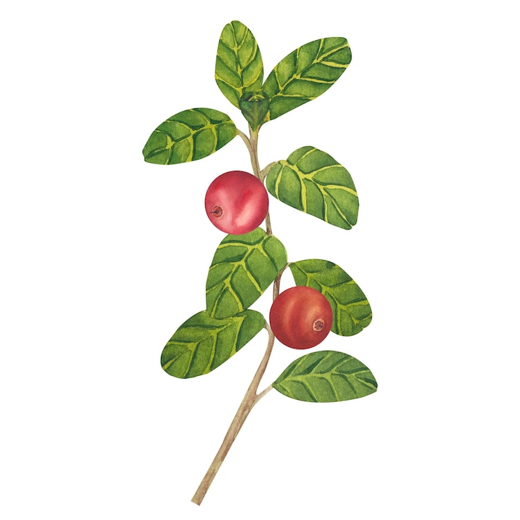 Foto acuarela dibujada a mano arándano rojo conjunto de arándano ilustración de plantas silvestres del bosque aislado o