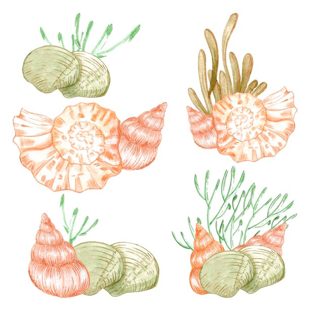 Acuarela dibujada a mano conchas marinas y composición de algas aisladas sobre fondo blanco Etiqueta de banner de tarjeta postal de Scrapbook