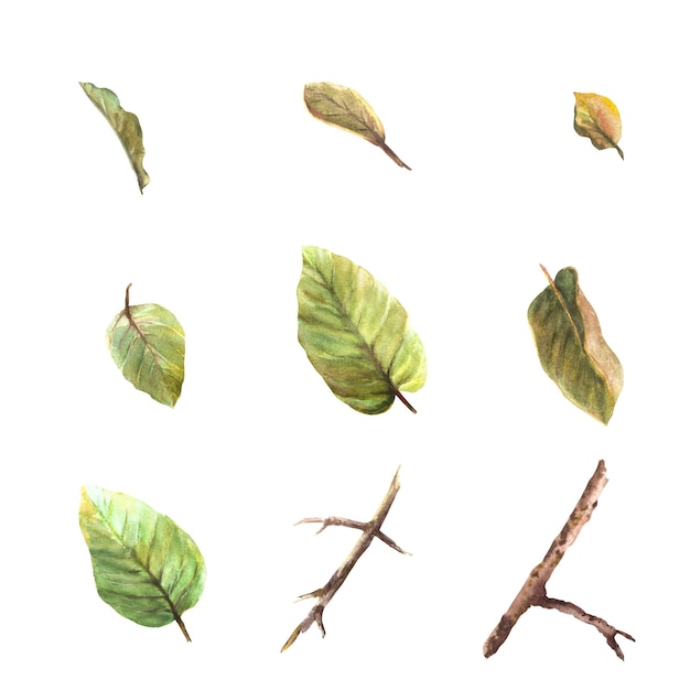 Acuarela dibujada a mano conjunto de hojas y ramas de quince manzana o pera de diferentes tamaños y