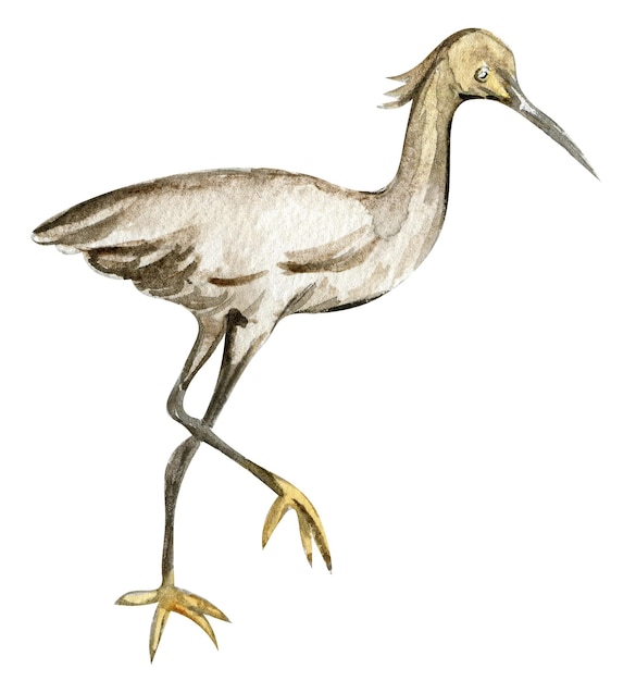 Acuarela dibujada a mano garza pájaro Ilustración acuarela de animal salvaje