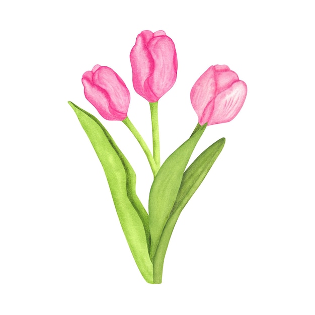Acuarela dibujada a mano hermosos tulipanes flor de tulipán rosado