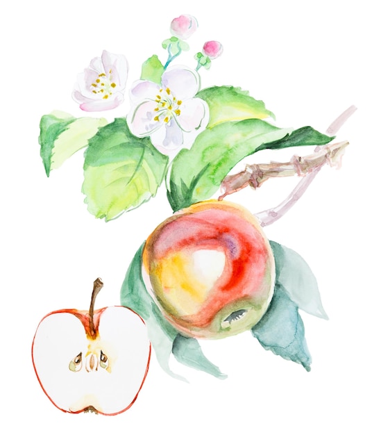 Acuarela dibujada a mano manzana roja con flores aislado eco comida natural fruta ilustración en blanco