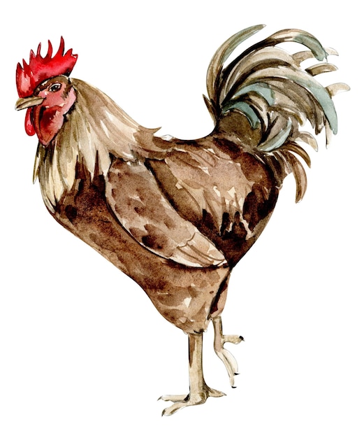 Acuarela dibujada a mano pollo marrón, gallina, chiks, ganso