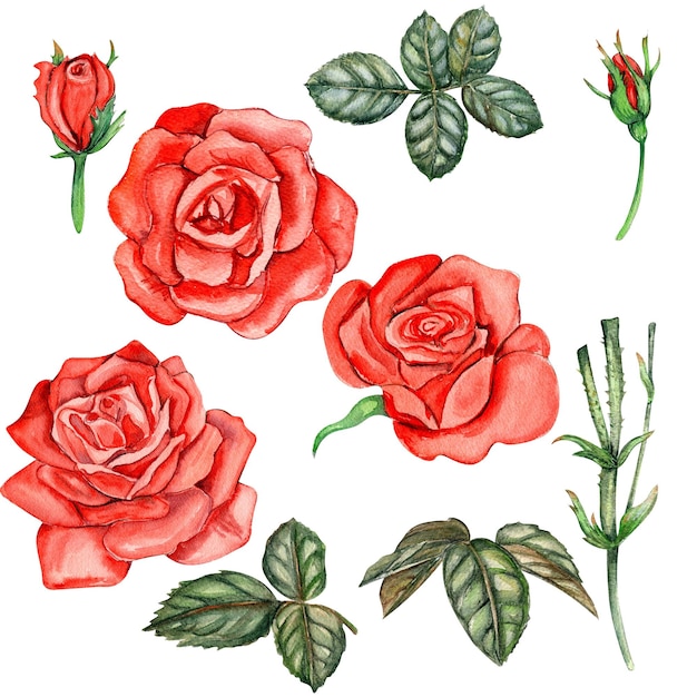 Foto acuarela dibujada a mano con rosas y hojas