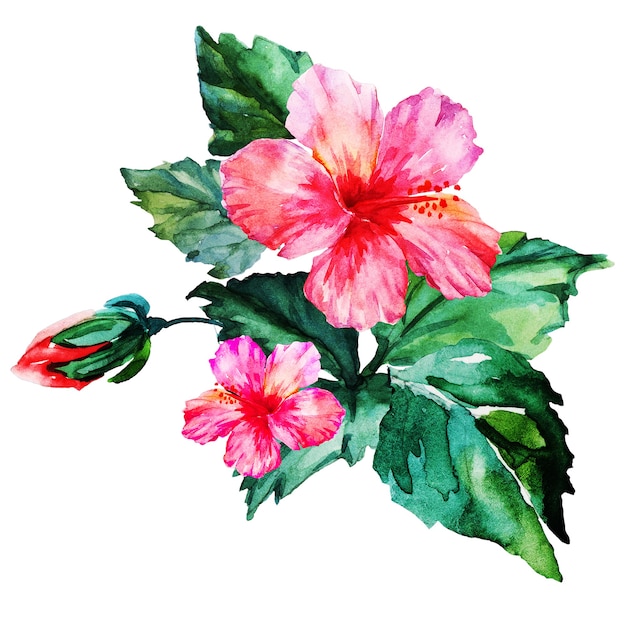 Acuarela, dibujo de una flor de hibisco con hojas sobre un fondo blanco.