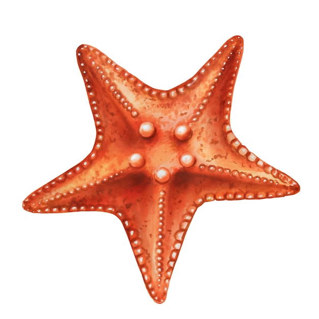 Acuarela estrellas de mar Mano pintura clipart vida submarina objetos sobre un fondo blanco aislado