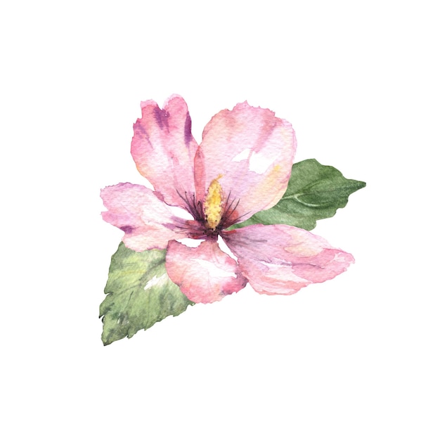 La acuarela de la flor de hibisco pintada aislada es realista