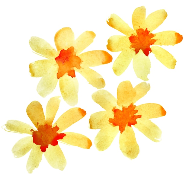 Acuarela flores amarillas aisladas sobre fondo blanco.