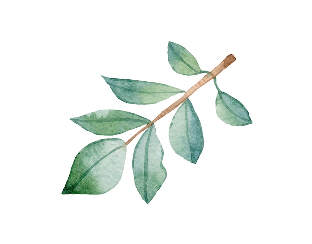 Acuarela de hojas verdes. Ilustración. aislado