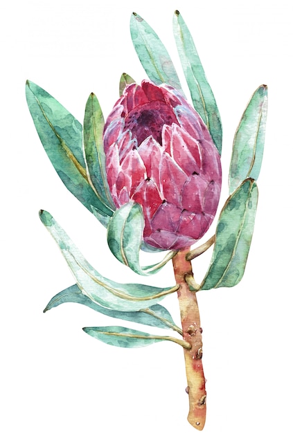 Acuarela ilustración botánica de flor de protea.