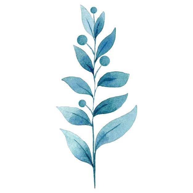 Acuarela ilustración botánica de planta con ilustración de hojas azules