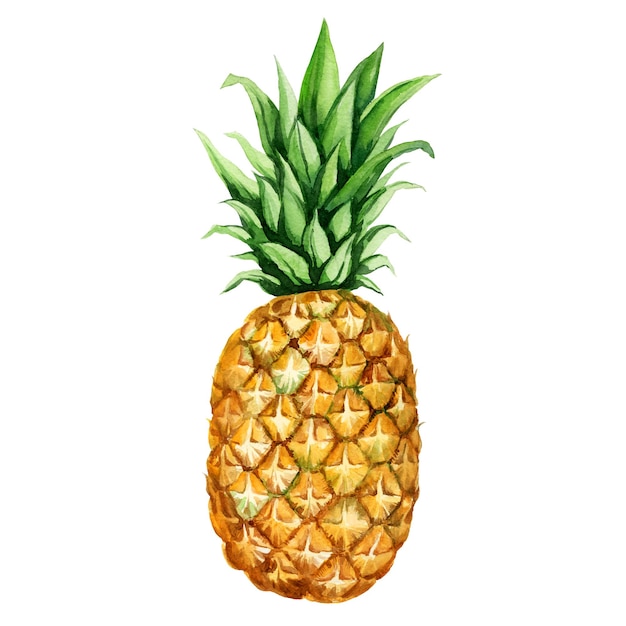 acuarela ilustración dibujada a mano de una piña madura con hojas verdes frescas boceto de frutas tropicales ilustración de alimentos aislados en fondo de acuarela