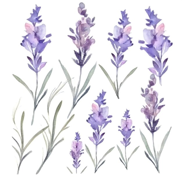 acuarela de lavanda sobre un fondo blanco