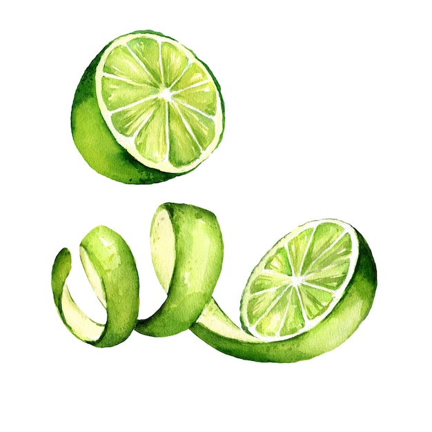 acuarela de lima con piel descascarada ilustración dibujada a mano de la mitad de una lima verde fresca con cáscara y la mitad de lima boceto de fruta de verano para cócteles bebidas refrescantes y tequila fondo blanco