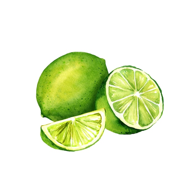 acuarela limón mitad de limón y rebanada ilustración dibujada a mano limón verde fresco boceto de fruta de verano para cócteles bebidas refrescantes y tequila fondo blanco