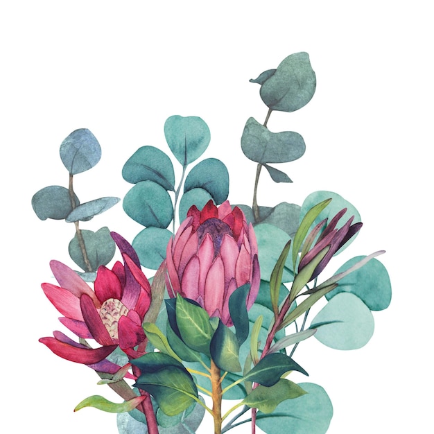 Acuarela Magenta Protea y Eucalyptus boda ilustración clipart