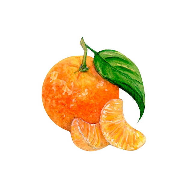 Acuarela naranja sobre fondo blanco Pintura acuarela dibujada a mano