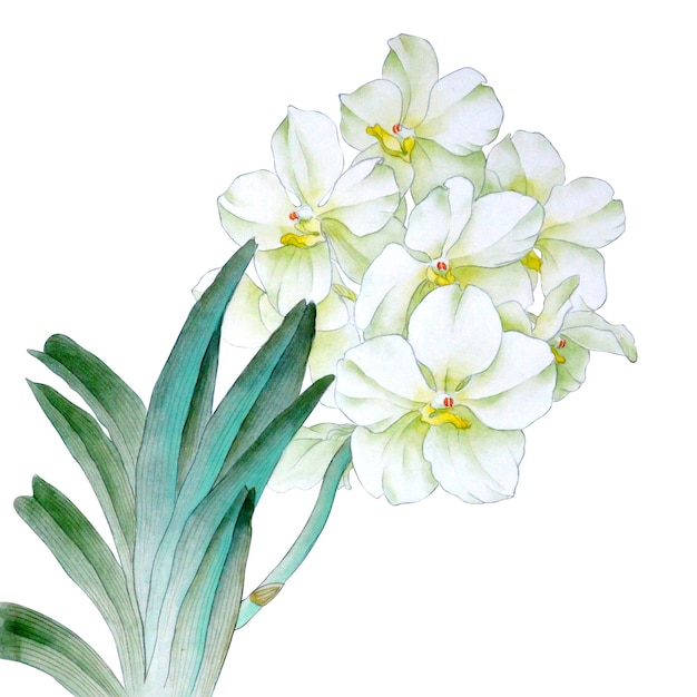 Acuarela orquídea vanda rama dibujado a mano ilustración floral aislado sobre un fondo blanco.