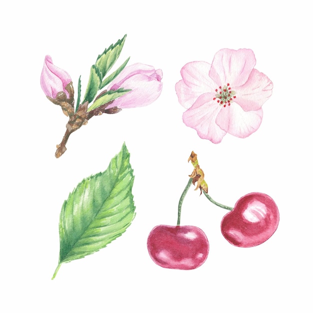 Acuarela pintura cerezas flor cupcakes pastel cereza frutas clipart ilustraciones botánicas
