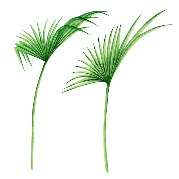 Acuarela pintura hojas de palma de fondo tropical.