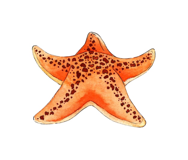 Acuarela pintura naranja estrella de mar océano animales marinos Habitante de los fondos marinos