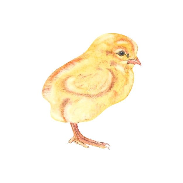 Acuarela de pollito lindo amarillo sobre fondo blanco aislado dibujado a mano