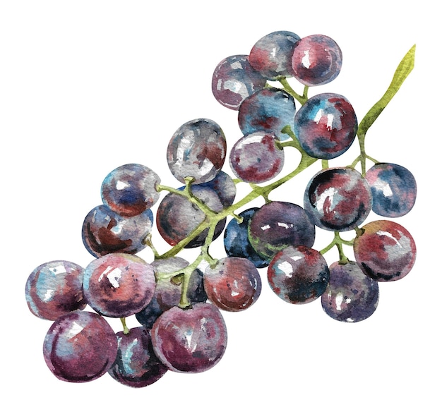 Acuarela racimo de uvas oscuras Grapevine con uvas maduras y jugosas