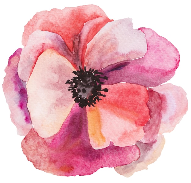 Acuarela roja y rosa flor silvestre de amapola ilustración aislada elemento floral de boda y saludo