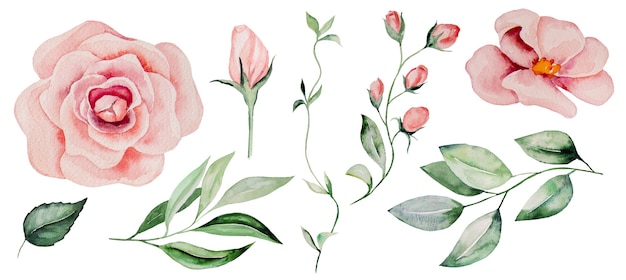 Acuarela rosas rosadas y hojas verdes ilustraciones aisladas