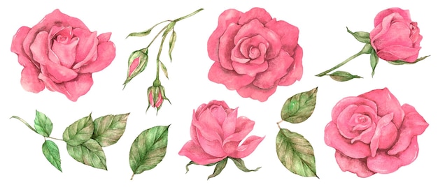 Acuarela rosas rosas con hojas verdes rosas en varias etapas pétalos de rosas rosa delicados brotes y hojas de rosas rosadas arte floral de acuarela ilustración floral aislada en blanco
