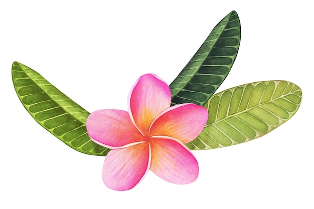 Acuarela tropical Plumeria cliparts aislados en un fondo blanco Ilustración botánica Perfecta para tarjetas invitaciones boda y diseños de verano