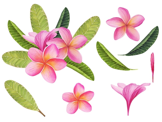 Acuarela tropical Plumeria cliparts aislados en un fondo blanco Ilustración botánica Perfecta para tarjetas invitaciones boda y diseños de verano