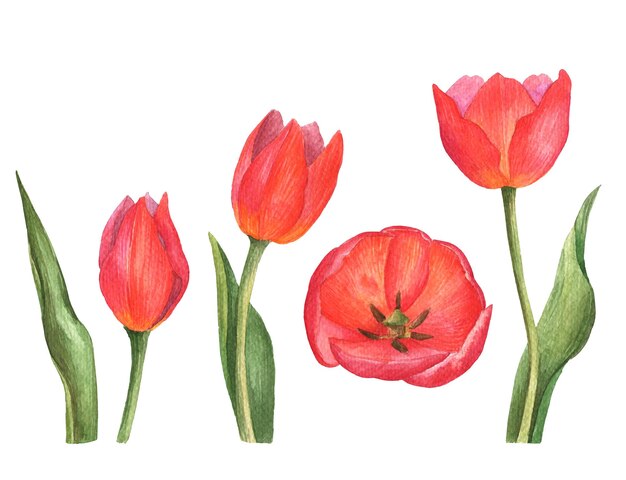 Acuarela tulipanes dibujado a mano ilustración de flores aisladas sobre fondo blanco