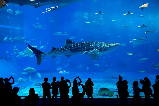 Acuario en la ciudad de Okinawa