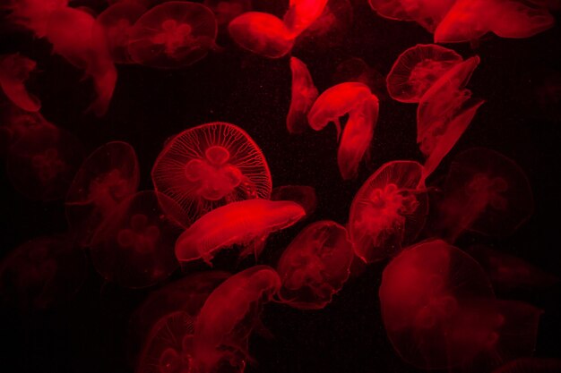 Acuario de medusas transparentes brillantes de luz roja