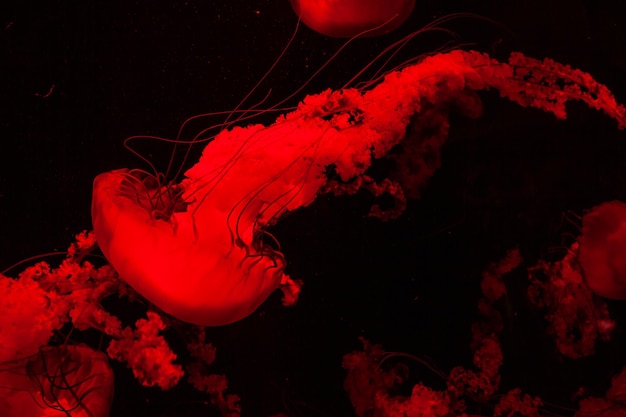 Acuario de medusas transparentes brillantes de luz roja