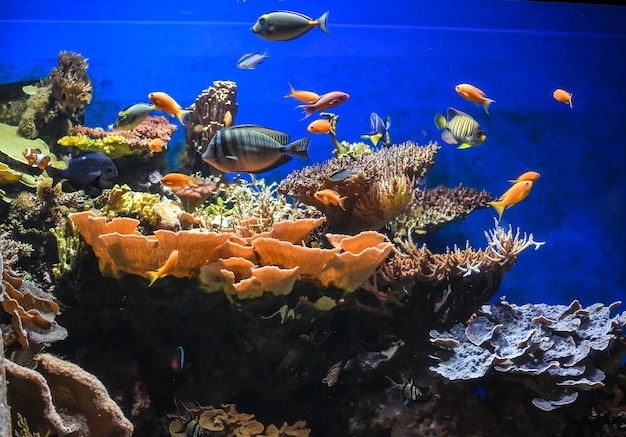 Foto acuario de peces exóticos que nadan